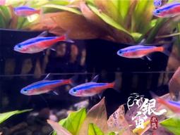 銀宙水族空間/泰國展鬥/高階紅龍pk短尾鬥魚/123391/ 鬥魚 /鬥魚飼料 歷史價格詳細信息
