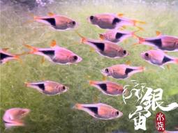 銀宙水族空間/泰國展鬥/高階紅龍pk短尾鬥魚/123391/ 鬥魚 /鬥魚飼料 歷史價格詳細信息