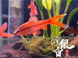 銀宙水族空間/泰國展鬥/高階紅龍pk短尾鬥魚/123391/ 鬥魚 /鬥魚飼料 歷史價格詳細信息