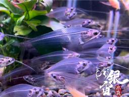 銀宙水族空間/泰國展鬥/高階紅龍pk短尾鬥魚/123391/ 鬥魚 /鬥魚飼料 歷史價格詳細信息