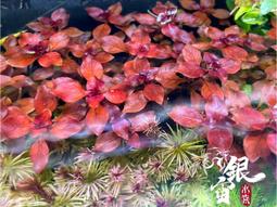 銀宙水族空間/泰國展鬥/高階紅龍pk短尾鬥魚/123391/ 鬥魚 /鬥魚飼料 歷史價格詳細信息