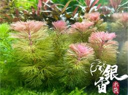 銀宙水族空間/泰國展鬥/高階紅龍pk短尾鬥魚/123391/ 鬥魚 /鬥魚飼料 歷史價格詳細信息