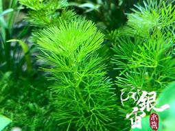 銀宙水族空間/泰國展鬥/高階紅龍pk短尾鬥魚/123391/ 鬥魚 /鬥魚飼料 歷史價格詳細信息