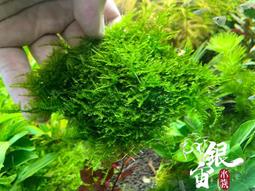 銀宙水族空間/泰國展鬥/高階紅龍pk短尾鬥魚/123391/ 鬥魚 /鬥魚飼料 歷史價格詳細信息