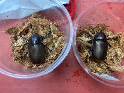 [電池先生] Sony FZ-100相機鋰電池 歷史價格詳細信息