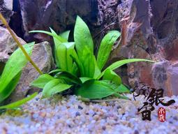 銀宙水族空間/泰國展鬥/高階紅龍pk短尾鬥魚/123391/ 鬥魚 /鬥魚飼料 歷史價格詳細信息