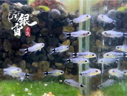 銀宙水族空間/泰國展鬥/高階紅龍pk短尾鬥魚/123391/ 鬥魚 /鬥魚飼料 歷史價格詳細信息