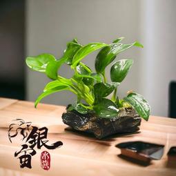 銀宙水族空間/泰國展鬥/高階紅龍pk短尾鬥魚/123391/ 鬥魚 /鬥魚飼料 歷史價格詳細信息