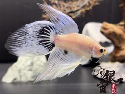 銀宙水族空間/泰國展鬥/高階紅龍pk短尾鬥魚/123391/ 鬥魚 /鬥魚飼料 歷史價格詳細信息