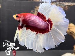 銀宙水族空間/泰國展鬥/高階紅龍pk短尾鬥魚/123391/ 鬥魚 /鬥魚飼料 歷史價格詳細信息