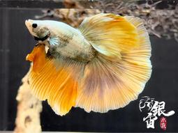 銀宙水族空間/泰國展鬥/高階紅龍pk短尾鬥魚/123391/ 鬥魚 /鬥魚飼料 歷史價格詳細信息