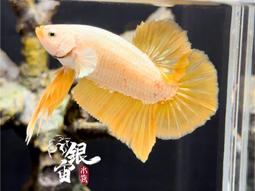 銀宙水族空間/泰國展鬥/高階紅龍pk短尾鬥魚/123391/ 鬥魚 /鬥魚飼料 歷史價格詳細信息