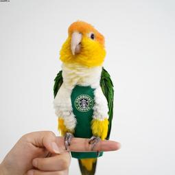 寵物尿布 鳥尿布 鸚鵡尿布 鳥 飛行 鸚鵡尿布 鸚鵡飛行 鳥尿布 和尚鸚鵡 鳥尿布 歷史價格詳細信息