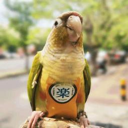 寵物尿布 鳥尿布 鸚鵡尿布 鳥 寵物 3月新款鸚鵡尿屎兜飛行尿不溼尿布立體款大容量鳥 歷史價格詳細信息