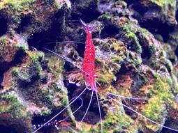 台產EC11系列編碼器  編碼開關 360度音量開關 數字電位器 20脈沖 歷史價格詳細信息