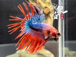 銀宙水族空間/泰國展鬥/高階紅龍pk短尾鬥魚/123391/ 鬥魚 /鬥魚飼料 歷史價格詳細信息