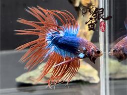 銀宙水族空間/泰國展鬥/高階紅龍pk短尾鬥魚/123391/ 鬥魚 /鬥魚飼料 歷史價格詳細信息