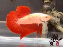紅龍飼料水族用品龍魚飼料新加坡仟湖集團傲深OF AR-G2增豔禦用飼料龍魚飼料上浮性小顆粒條狀1000公克罐裝(免運費) 歷史價格詳細信息