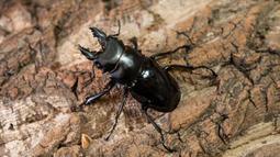 [PAPA甲蟲]PAPA2 鍬用木屑 甲蟲木屑 耗材 歷史價格詳細信息