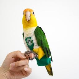 ????公司貨免運????寵物尿布 鳥尿布 鸚鵡尿布 鳥衣服 保暖鸚鵡衣服 鳥衣服冬天 鳥尿布 鸚鵡用品 保暖鳥衣服 鳥用品 歷史價格詳細信息