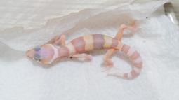 [PAPA甲蟲] 豹紋守宮飼育優惠套組 歷史價格詳細信息