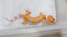 [PAPA甲蟲] 日本鋸鍬形蟲 歷史價格詳細信息