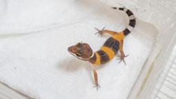 [PAPA甲蟲] 豹紋守宮飼育優惠套組 歷史價格詳細信息