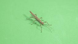 [PAPA甲蟲]甲蟲成蟲攀爬木塊 松木塊 甲蟲飼育 歷史價格詳細信息