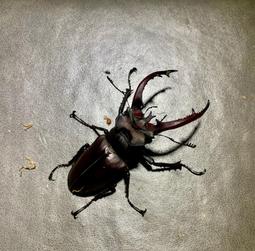 ［甲蟲］｛Mr.巨大扁先生｝CM婆羅洲南洋大兜 單母  免裝電池自動模型 歷史價格詳細信息