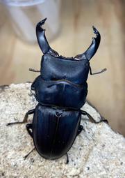 ［甲蟲］｛Mr.巨大扁先生｝CM婆羅洲南洋大兜 單母  免裝電池自動模型 歷史價格詳細信息