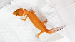 [PAPA甲蟲] 豹紋守宮飼育優惠套組 歷史價格詳細信息