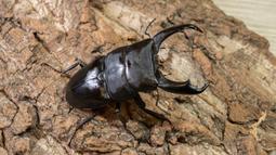 [PAPA甲蟲]PAPA2 鍬用木屑 甲蟲木屑 耗材 歷史價格詳細信息