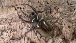 [PAPA甲蟲]PAPA3 南洋鬼艷專用高發木屑 甲蟲木屑 耗材 歷史價格詳細信息