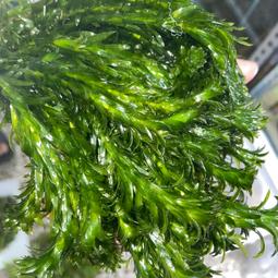 金魚妻 (2022) 2碟 日本   5.4 333-044|333-045 歷史價格詳細信息