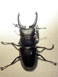 [電池先生] Sony FZ-100相機鋰電池 歷史價格詳細信息