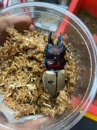 [電池先生] Sony FZ-100相機鋰電池 歷史價格詳細信息