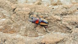 [PAPA甲蟲]PAPA2 鍬用木屑 甲蟲木屑 耗材 歷史價格詳細信息