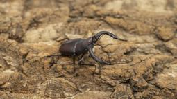 [PAPA甲蟲]PAPA2 鍬用木屑 甲蟲木屑 耗材 歷史價格詳細信息