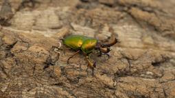 [PAPA甲蟲]PAPA2 鍬用木屑 甲蟲木屑 耗材 歷史價格詳細信息