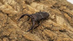 [PAPA甲蟲]PAPA2 鍬用木屑 甲蟲木屑 耗材 歷史價格詳細信息