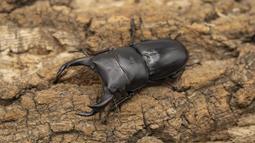 [PAPA甲蟲]PAPA2 鍬用木屑 甲蟲木屑 耗材 歷史價格詳細信息