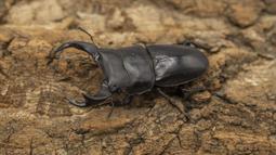 [PAPA甲蟲]PAPA2 鍬用木屑 甲蟲木屑 耗材 歷史價格詳細信息