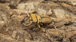 鍬形蟲.兜蟲 世界的甲蟲 江良達雄 彭春美 漢欣文化 無劃記 26T 歷史價格詳細信息