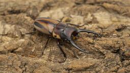 [PAPA甲蟲]PAPA2 鍬用木屑 甲蟲木屑 耗材 歷史價格詳細信息