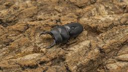 [PAPA甲蟲]PAPA2 鍬用木屑 甲蟲木屑 耗材 歷史價格詳細信息