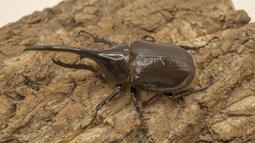 [PAPA甲蟲] 長戟大兜蟲（幼蟲） 歷史價格詳細信息