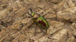 鍬形蟲.兜蟲 世界的甲蟲 江良達雄 彭春美 漢欣文化 無劃記 26T 歷史價格詳細信息