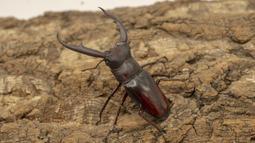 [PAPA甲蟲]PAPA2 鍬用木屑 甲蟲木屑 耗材 歷史價格詳細信息