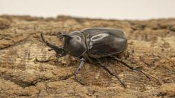 [PAPA甲蟲]泰國小紅翅竹節蟲 成蟲 歷史價格詳細信息