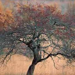 只要300元....泰國曼谷包 大象圖案側肩包(可換物, 換物價:400元) 歷史價格詳細信息